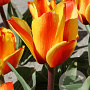 Tulipa 'Cape Cod' 11-12 cm verpakt per 100