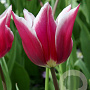 Tulipa 'Claudia' 11-12 cm verpakt per 100
