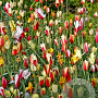 Tulipa 'clusiana' Mix verpakt per 100