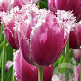 Tulipa 'Cummins' 12 cm verpakt per 100
