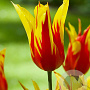 Tulipa 'Fire Wings' 11-12 cm verpakt per 100