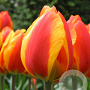 Tulipa 'Flair' 11-12 cm verpakt per 100