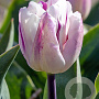 Tulipa 'Flaming Flag' 11-12 cm verpakt per 100
