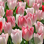 Tulipa 'Flaming Purissima' 11-12 cm verpakt per 100