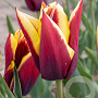 Tulipa 'Gavota' 11-12 cm verpakt per 100