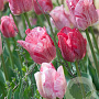 Tulipa 'Hemisphere' 11-12 cm verpakt per 100