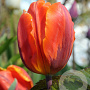 Tulipa 'Hermitage' 11-12 cm verpakt per 100