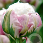 Tulipa 'Ice Cream' 11-12 cm verpakt per 100