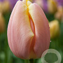 Tulipa 'Mango Charm' 11-12 cm verpakt per 100