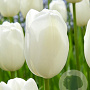Tulipa 'Maureen' 11-12 cm verpakt per 100
