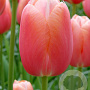 Tulipa 'Menton' 11-12 cm verpakt per 100