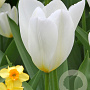 Tulipa 'Purissima' 11-12 cm verpakt per 100