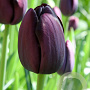 Tulipa 'Queen Of Night' 11-12 cm verpakt per 100