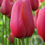 Tulipa 'Renown' 11-12 cm verpakt per 100