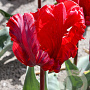 Tulipa 'Rococo' 11-12 cm verpakt per 100