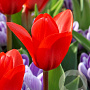 Tulipa 'Showwinner' 11-12 cm verpakt per 100