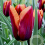 Tulipa 'Slawa' 11-12 cm verpakt per 100