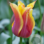 Tulipa 'Sonnet' 12 cm verpakt per 100