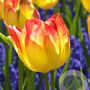 Tulipa 'Suncatcher' 11-12 cm verpakt per 100