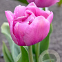 Tulipa 'TableDance' 11-12 cm verpakt per 100