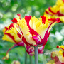 Tulipa 'Texas Flame' 11-12 cm verpakt per 100