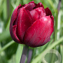 Tulipa 'Uncle Tom' 11-12 cm verpakt per 100