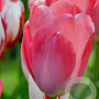 Tulipa 'Van Eijk' 11-12 cm verpakt per 100