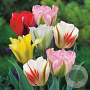 Tulipa 'Viridiflora' Mix 11-12 cm verpakt per 100