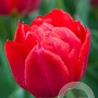 Tulipa (dea) 'Abba' 11-12 cm verpakt per 100