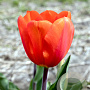 Tulipa Cadans 11-12 cm verpakt per 100