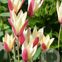 Tulipa clusiana 'Cynthia' verpakt per 100