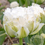 Tulipa Snow Crystal 11-12 cm verpakt per 100