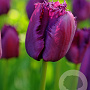Tulipa Curly Sue 11-12 cm verpakt per 100