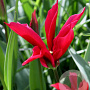Tulipa dal's minuet 12 cm verpakt per 100