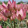 Tulipa Danique verpakt per 100