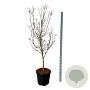 Cornus Starlight 170-200 cm cont. 55L extra