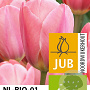 Tulipa Design Impression 11-12 cm verpakt per 100