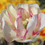 Tulipa Double Shake 11-12 cm verpakt per 100
