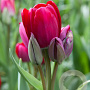 Tulipa Fiery Club 12 cm verpakt per 100