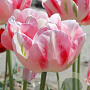 Tulipa Finola 11-12 cm verpakt per 100