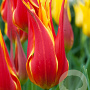 Tulipa Fly Away 11-12 cm verpakt per 100