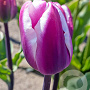 Tulipa Librije 12 cm verpakt per 100