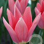 Tulipa Neper 12 cm verpakt per 100