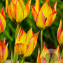 Tulipa orphanidea 'Flava' verpakt per 100