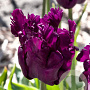 Tulipa Parrot Negrita 12 cm verpakt per 100