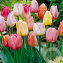 Tulipa Pastel Mix 11-12 cm verpakt per 100