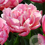 Tulipa Pink Star 11-12 cm verpakt per 100