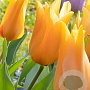 Tulipa praestans 'Shogun' 8-9 cm verpakt per 100