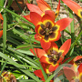 Tulipa Little Princess verpakt per 100