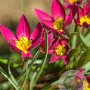 Tulipa pulchella 'Violacea geel hart' 5-6 cm verpakt per 100